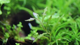 Thumbnail of post image 068